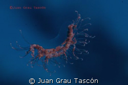 HYDROMEDUSE ? by Juan Grau Tascón 